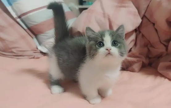 这份蓝白英短的优缺点科普,绝对值得收藏!