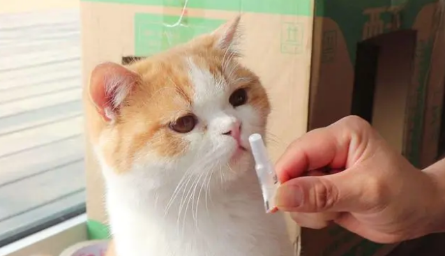 猫咪这几天拉肚子怎么回事