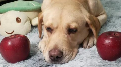 狗狗细小初期症状有哪些 狗狗细小初期症状有哪些