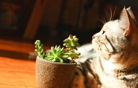 猫生不出来怎么助产 猫生不出来怎么助产