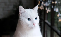 猫咪尿血能自愈吗
