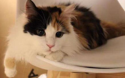 猫咪的公母怎么分辨 猫咪的公母怎么分辨