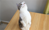 猫咪呼噜声很大是什么原因