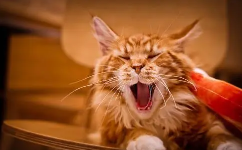 猫咪怕热还是怕冷怎么办