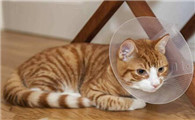 一个半月的小猫可以做体外驱虫吗