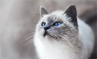猫咪做绝育到底好不好呀