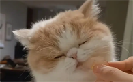 猫能吃芝麻吗