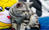 猫咪趾间炎严重会怎么样