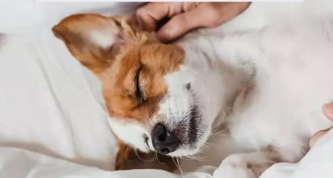 狗狗打喷嚏流鼻涕可以吃人的感冒药吗