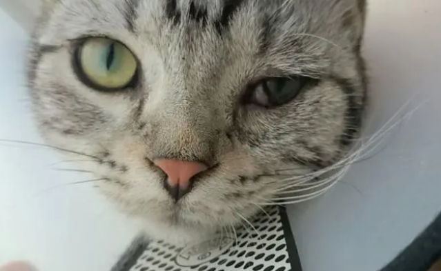 小猫眼睛总是发炎怎么办