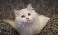 小猫拉出白色像线一样的东西怎么办