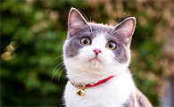 猫怀孕快生的症状有哪些