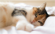 猫咪中暑多久能缓过来