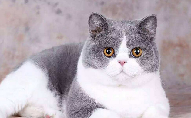 怎么看猫身上有没有跳蚤和虱子