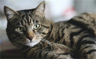 猫吃有点咸的东西碍事吗