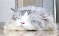 猫咪会流泪吗怎么回事