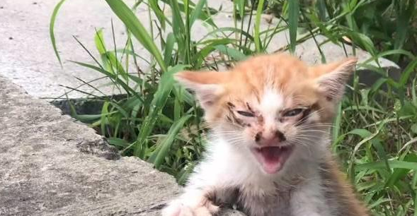 浙江：患多种疾病，刚满月就成流浪猫，猫咪：我还想看看这世界！