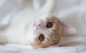 小猫身上一块块的脱毛是什么原因？快看这里！
