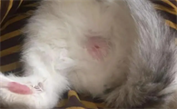 人为什么会感染猫藓有什么症状