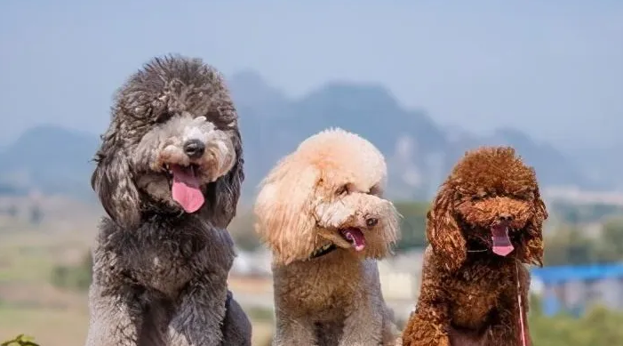 泰迪是贵宾犬种吗?来看看吧! 泰迪是贵宾犬种吗?来看看吧!