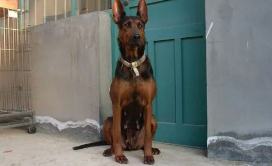 了解一下莱州红犬怎么看纯不纯吧！