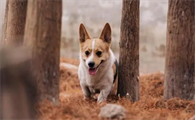 柯基犬吐狗粮是怎么回事