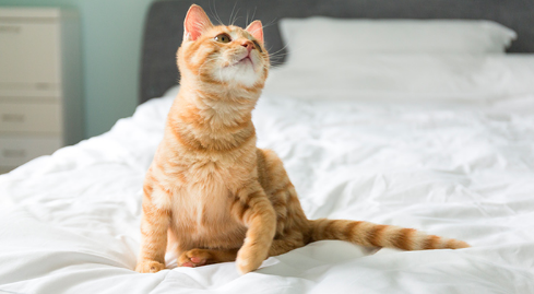 猫咪配种大概需要多少时间完成