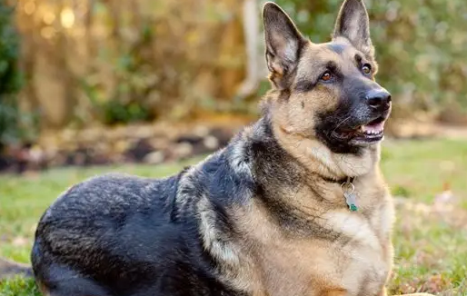 德牧犬的优点和缺点,新手必看 德牧犬的优点和缺点,新手必看