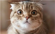 星期猫有什么特征