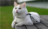 猫拉出白色条状虫子会传染给其他猫吗