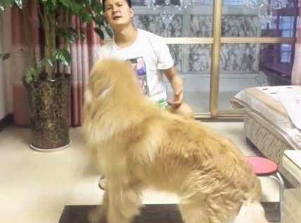男主喝醉后要打媳妇，金毛给女主叼来这东西，男主蒙了