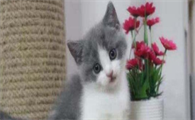 猫咪可以吃馒头吗