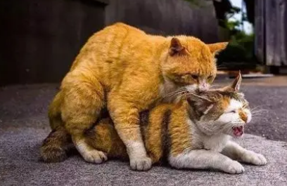 猫发情的特征 猫发情的特征