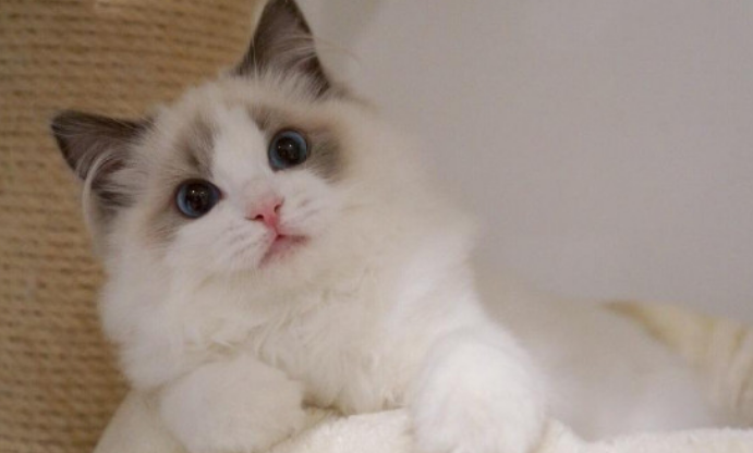 养布偶猫一个月的花费 养布偶猫一个月的花费