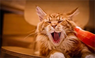 猫咪怕热还是怕冷怎么办