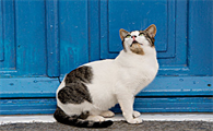 小奶猫可以吃什么食物
