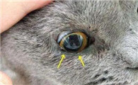 小猫为什么一直流眼泪还有眼屎