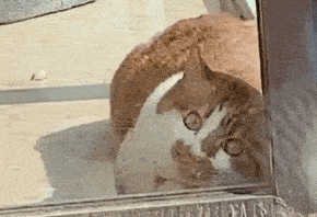 “救命！我被邻居家的猫偷窥了！”