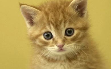 猫咪打喷嚏流鼻涕