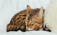 一个月的猫有跳蚤怎么办