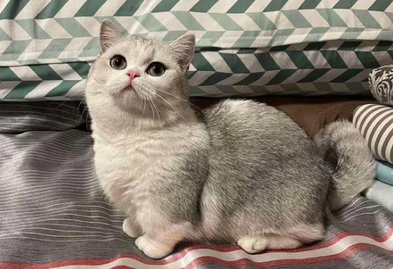快来了解一下短脚猫是什么品种? 快来了解一下短脚猫是什么品种?