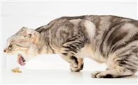 猫口吐白沫怎么办简单方法怎么办