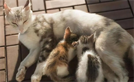 猫怀孕后有什么明显症状