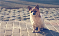 狗狗不吃狗粮拉稀是怎么回事