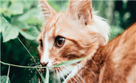 小猫叫声沙哑怎么回事儿
