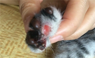 猫脚掌溃烂是什么症状引起的