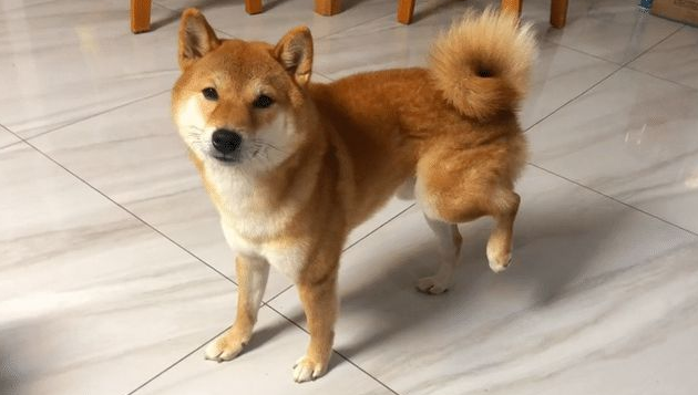 花400将瘸腿的柴犬送医院检查，却没任何毛病，医生：它是装的！