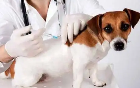 狗狗得了细小牙龈发白还有希望吗
