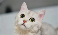 怀孕猫咪流出红色液体是什么情况