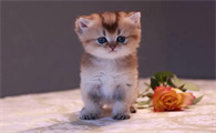 猫咪被粘蝇纸粘住了怎么洗掉